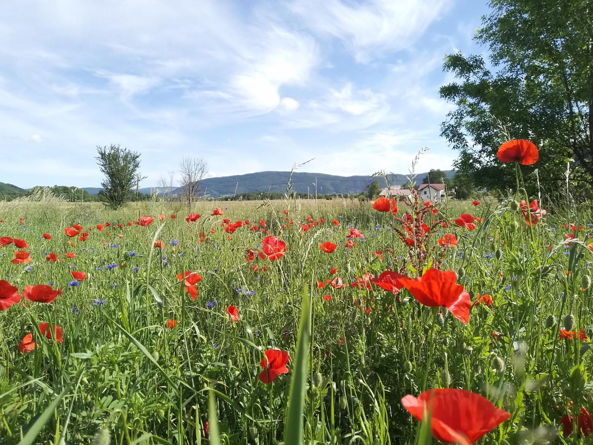 Holiday Park Zelenkovac Podrašnica Kültér fotó